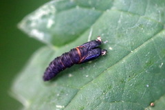 Tortrix viridana