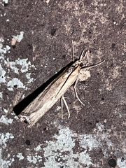 Crambidae