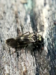Caeciliusinae