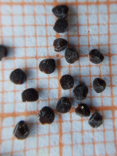 Image of Helianthemum aegyptiacum by (c) Mehdi Chetibi, some rights reserved (CC BY)