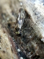 Caeciliusinae