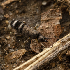 Pogonognathellus nigritus