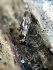 Caeciliusinae