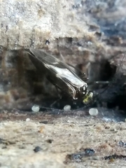 Caeciliusinae