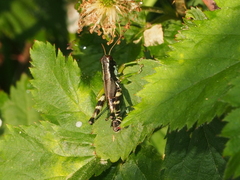 Melanoplus viridipes