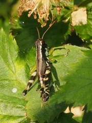 Melanoplus viridipes