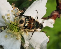 Trichiotinus affinis