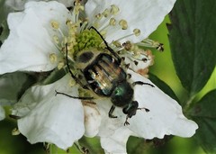 Trichiotinus affinis