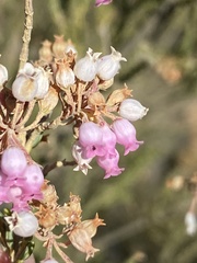 Erica verecunda