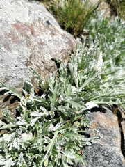 Jacobaea insubrica