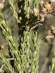 Erica verecunda