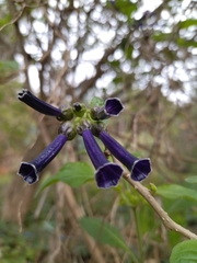 Iochroma