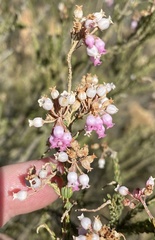 Erica verecunda