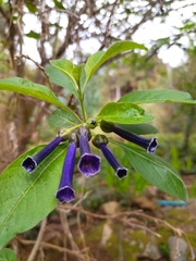 Iochroma