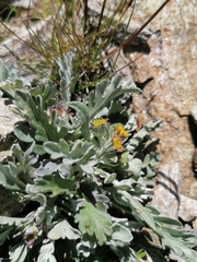 Jacobaea insubrica