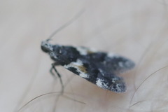 Teleiodes luculella
