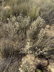 Erica verecunda