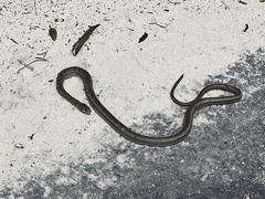Cubophis vudii