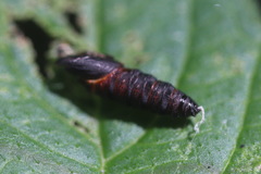 Tortrix viridana