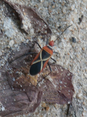 Dysdercus decussatus