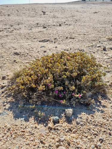 Image of Sesuvium sesuvioides by (c) Marc Fradera-Soler, some rights reserved (CC BY)