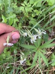 Silene nutans
