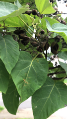 Paulownia tomentosa