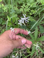 Silene nutans
