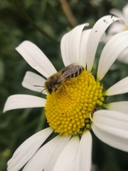 Colletes