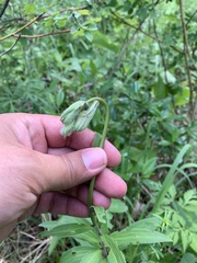 Lilium martagon pilosiusculum