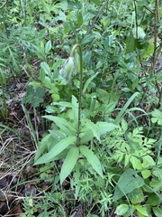 Lilium martagon pilosiusculum