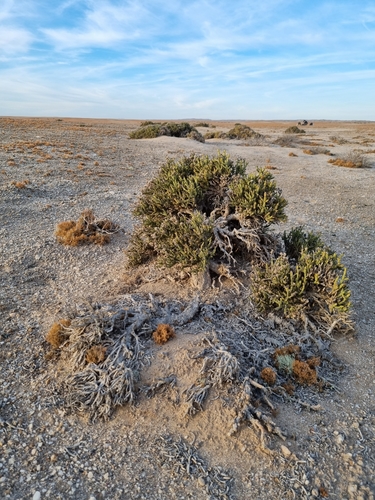 Pencil bush (Arthraerua leubnitziae)
