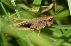 Aspidophyma subaptera
