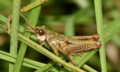 Aspidophyma subaptera