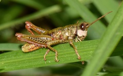 Aspidophyma subaptera