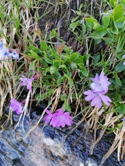 Primula integrifolia
