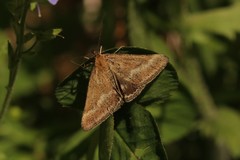 Pyrausta aerealis