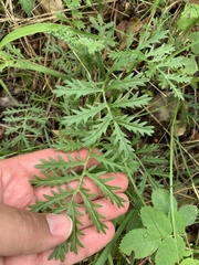Artemisia latifolia