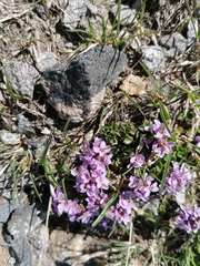 Noccaea rotundifolia