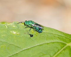 Chrysis smaragdula