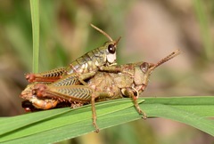 Aspidophyma subaptera