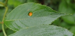 Puccinia sambuci