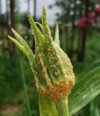 Puccinia hysterium
