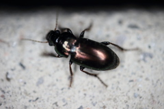 Harpalus amputatus