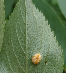 Puccinia sambuci