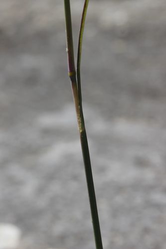 Image of Chrysopogon gryllus by (c) Olivier Argagnon, some rights reserved (CC BY)