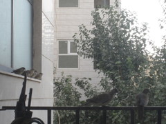 Streptopelia senegalensis