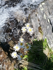 Aster bellidiastrum