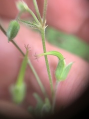Geranium sibiricum