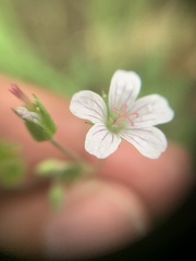 Geranium sibiricum